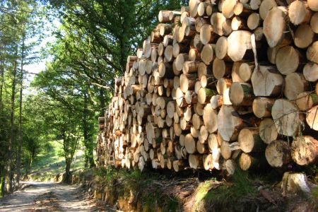 Devon Forestry Management Planing