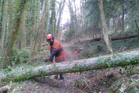 Forestry Consulting and management in Devon